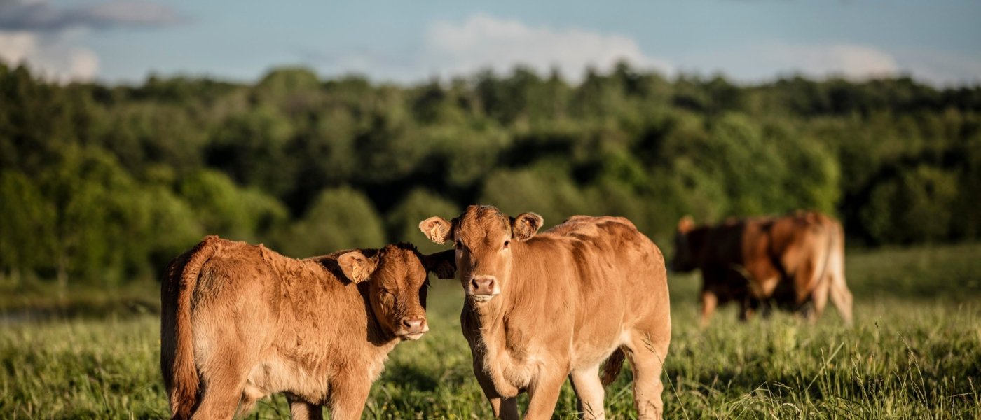 Limousine cows